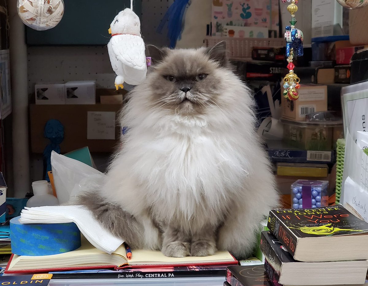 Cats on the bookshelf on Twitter "Annika Cupboard Maker Books Enola