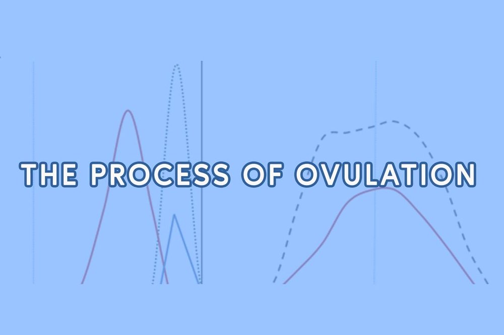 The Process of Ovulation #FAMTaughtMe