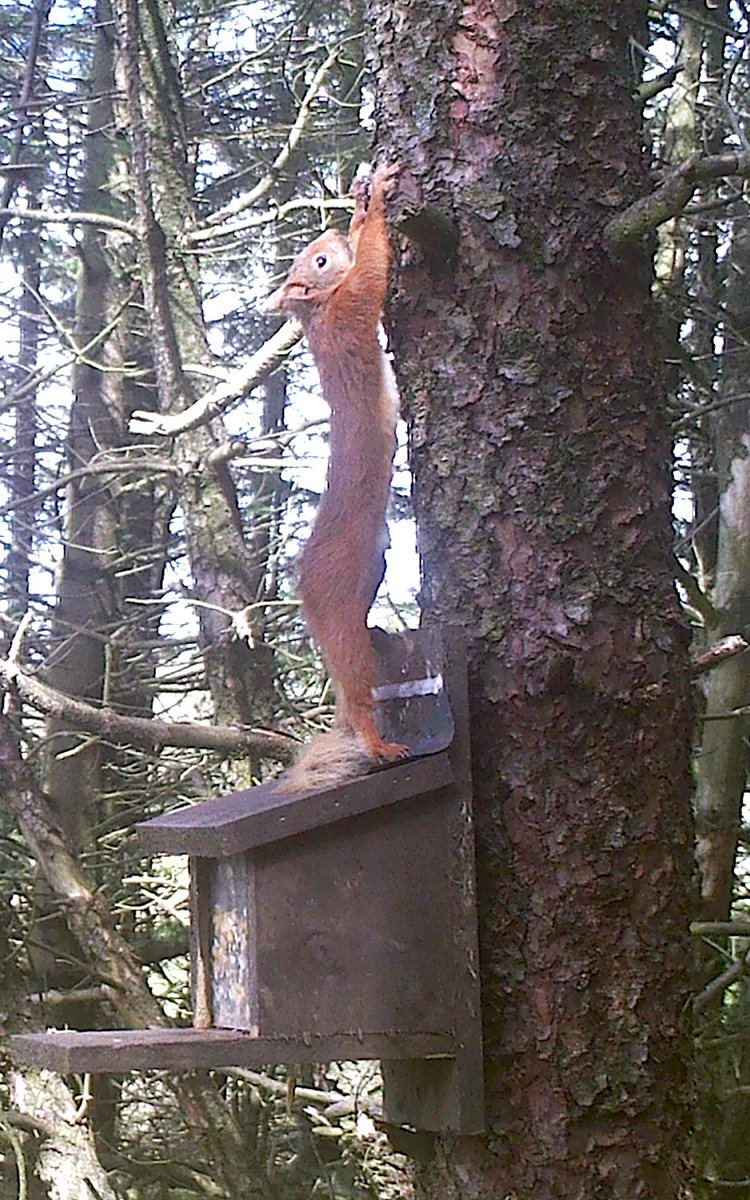 If you're out enjoying the sunny weather this week keep a look out for #squirrels! Knowing where both red and grey squirrels are helps to inform essential #conservation activity. You can report your sightings via the RSNE website: rsne.org/report-sightin… Images: Paul Gough