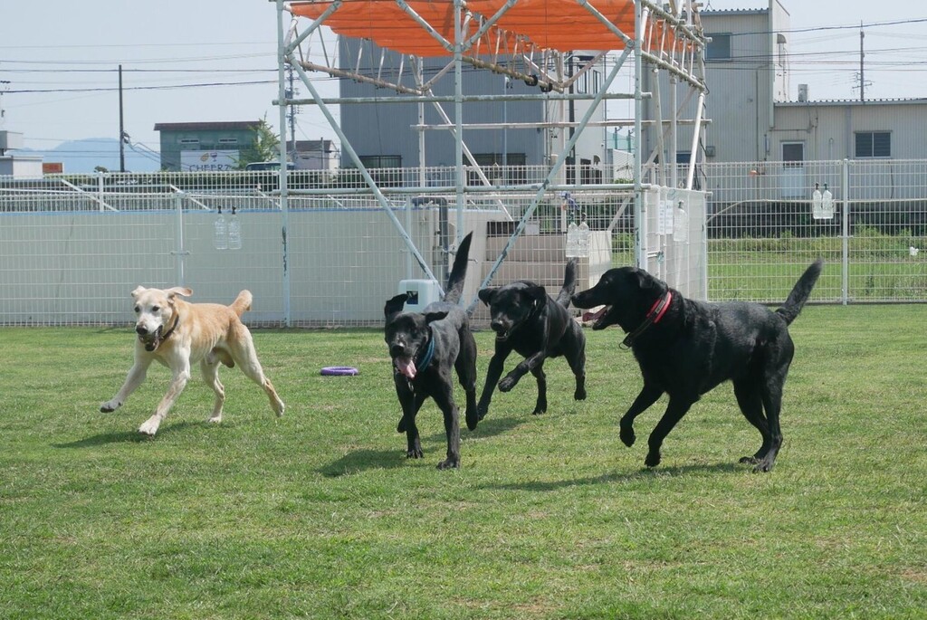 ドッグラン＆カフェPESCA on Twitter: "インスタ更新しました。 #dogsgardenpesca #ドッグスガーデンペスカ ...