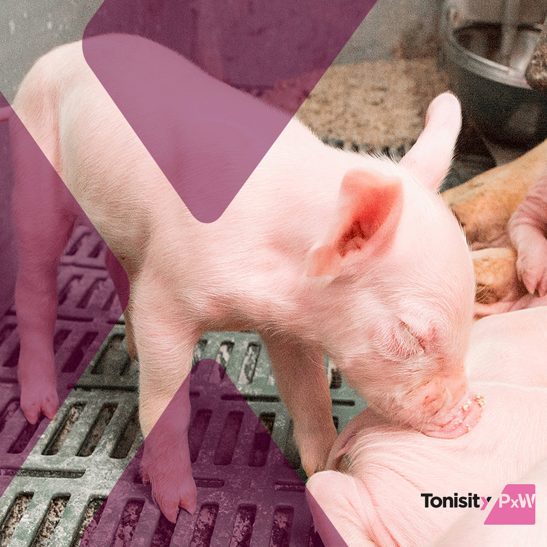 GetTonisity's tweet photo. On average wean pigs have a water intake of 2.5 times more than their feed intake. With our studies showing pigs start to consume water containing Tonisity PxW within 30 minutes of arriving to the nursery barn, they can maintain their hydration even during stress. 
 #swine https://t.co/EEJu09jImo