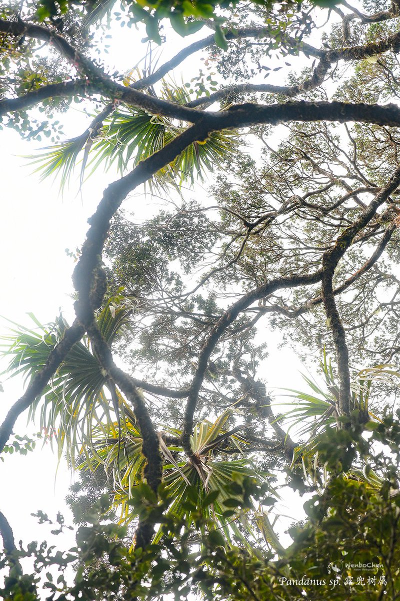 Wenbo77's tweet image. Sumatran forest #Pandanus trees, part 2.
#floraofsumatra #pandanaceae #苏门答腊植物 #露兜树