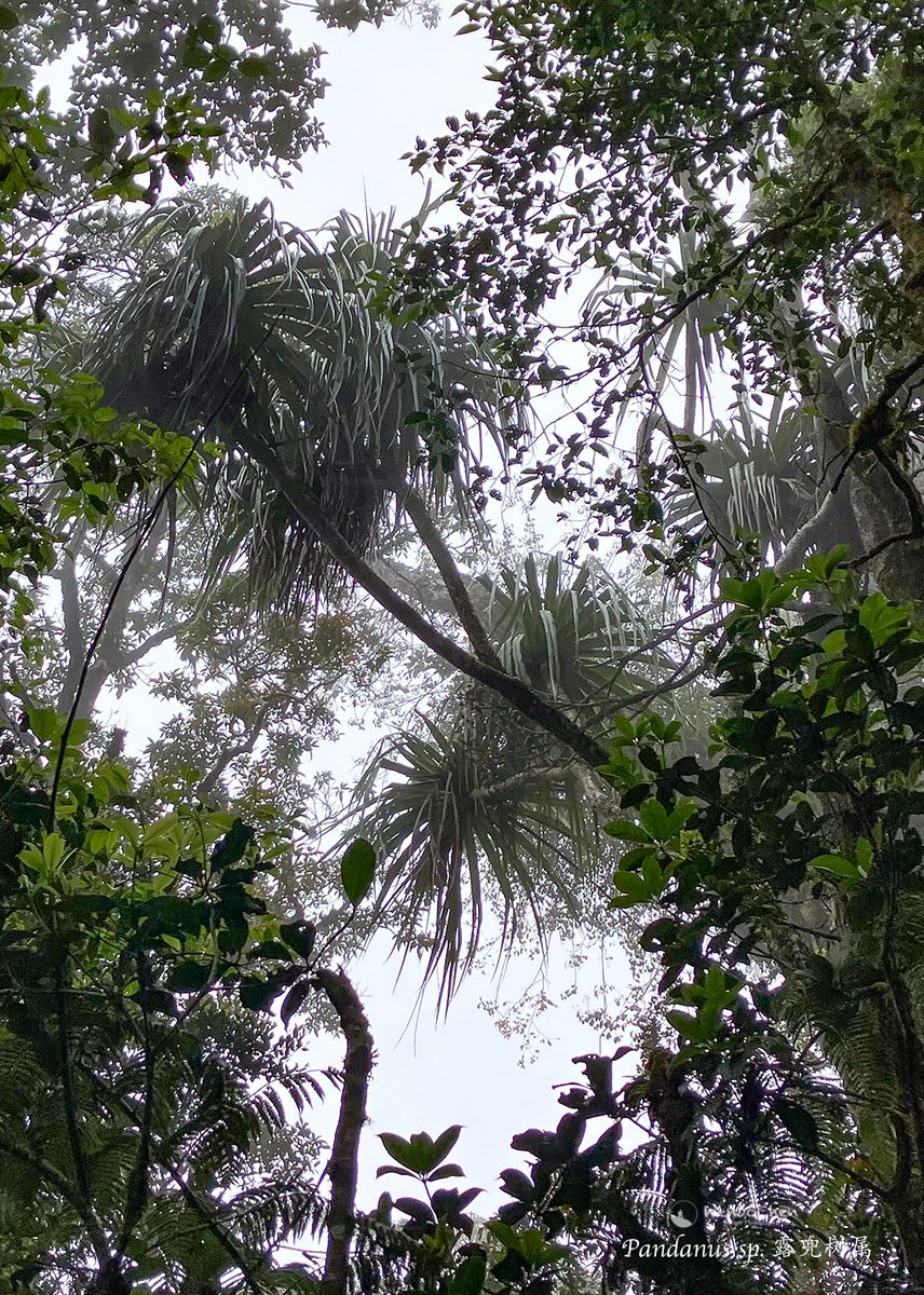 Wenbo77's tweet image. Sumatran forest #Pandanus trees, part 2.
#floraofsumatra #pandanaceae #苏门答腊植物 #露兜树