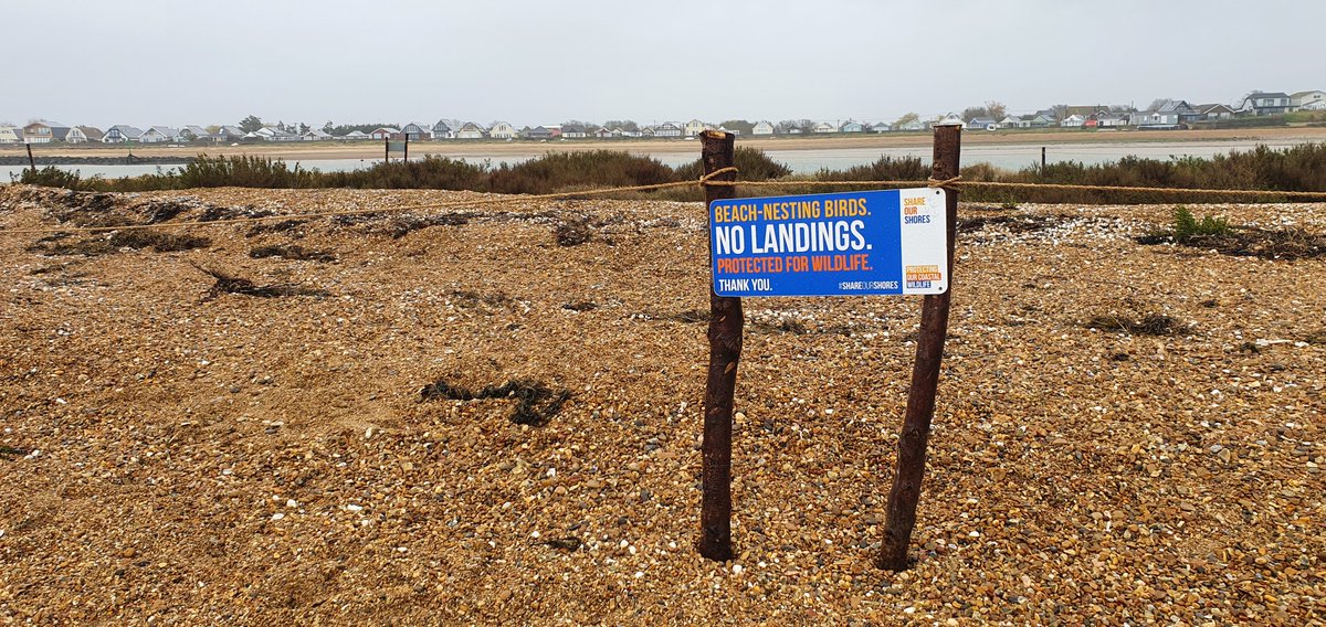 **Exciting field-based role to protect beach-nesting birds** 🌊🥚@EssexWildlife is seeking a Seasonal Coastal Ranger to deliver the #ShareOurShores project. This initial 6-month post is based at our amazing Colne Point & Tollesbury Wick Nature Reserves 🤩 rb.gy/ez8b5