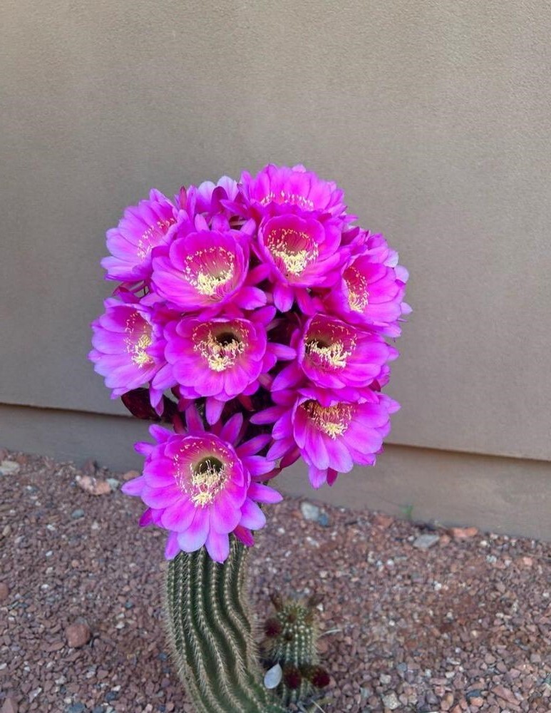 AirtonJobs's tweet photo. Arizona cactus in bloom via /r/succulents https://t.co/VKywrVyT48 https://t.co/FyTRXm6YYV