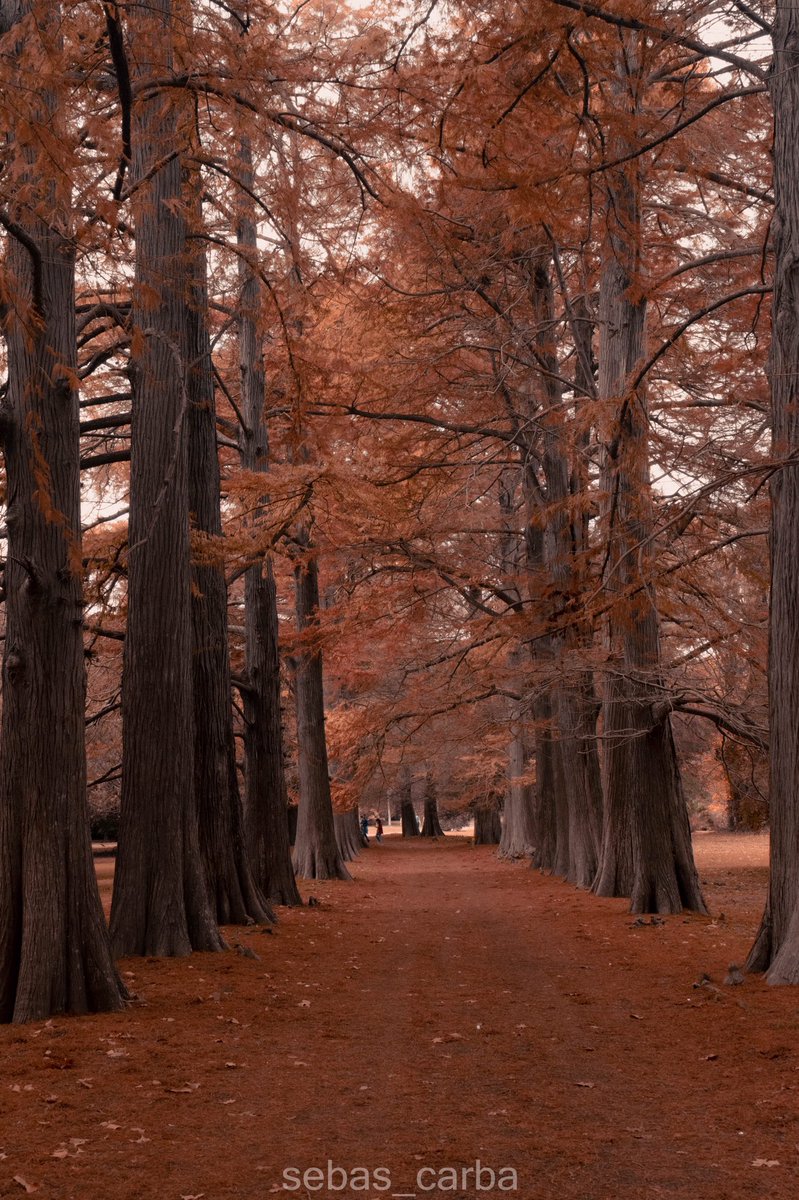 CarbajalSebas's tweet photo. Aprovechamos el fin de semana largo para hacer fotos del otoño 🍁 🍂  se las comparto, espero les gusten como a mi

#otoño #Mayo2023 https://t.co/7QKqBL4sXP