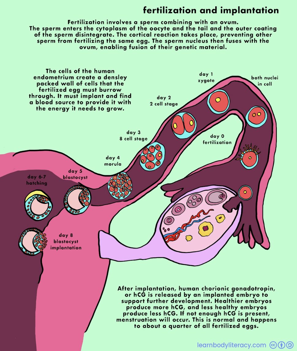 Learn Body Literacy • FAMTaughtMe on Twitter "The fimbriae, fringe