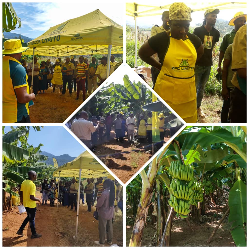 Going bananas over our latest fertilizer field discussion in Burma Valley! Our crops will multiply, it will end with a fruitful harvest🍌🌱 #ZFCBananaBlend 
(12:1.8:36+0.05%Boron) #ZFCSingleSuperPhosphate
 #agriculturelife #ZFCHelpingYouGetABetterCrop
