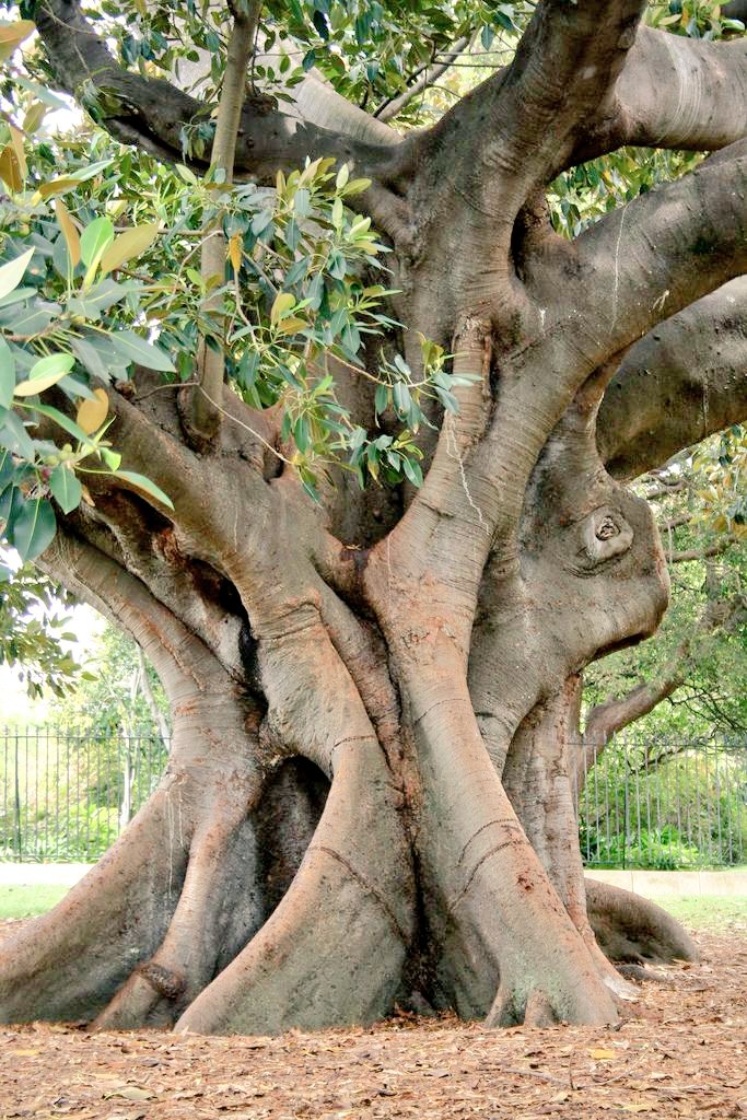 THE PROTECTOR 🌳💚🌿
#thicktrunktuesday #trees #treepeople #lovetrees #treeclub #trees_are_our_future #nature #NatureBeauty #naturephotography #naturelovers