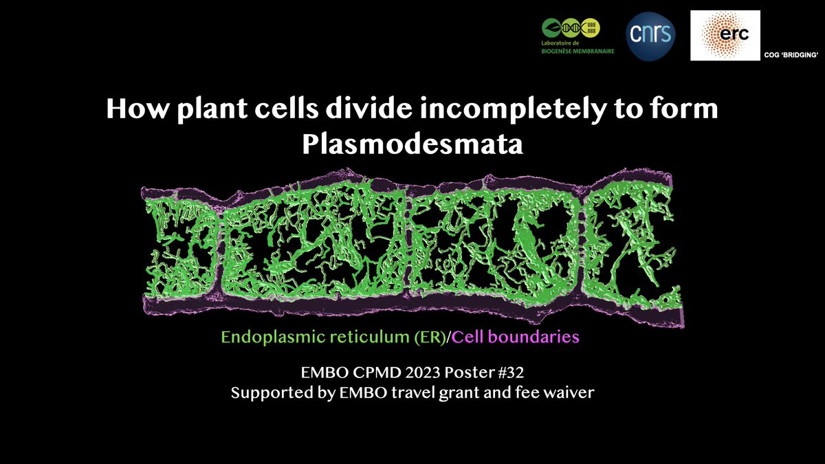 Sponsored by the EMBO travel grant, our Ph.D. student @PatrickZQ.LI from team @EmmanuelleBayer will present his work on #Plasmodesmata formation during the EMBO #cellpolarity2013. Come and talk to him during his talk and poster session #32.