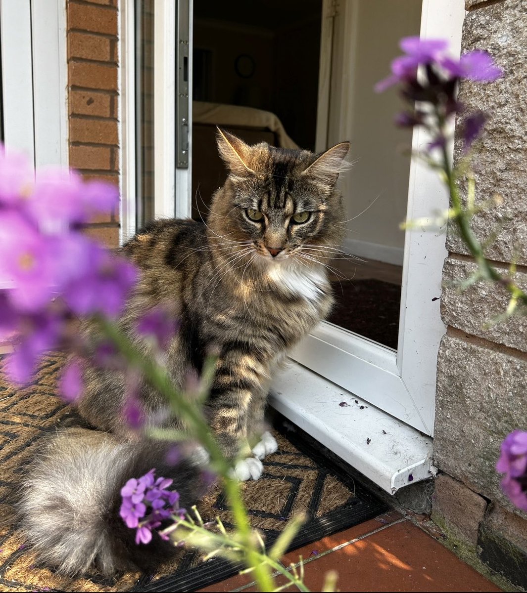 I've been busy supervising our neighbour with the gardening. Lots of head bumps and rolling involved, I'm just being helpful! #catsoftwitter #tabbytuesday