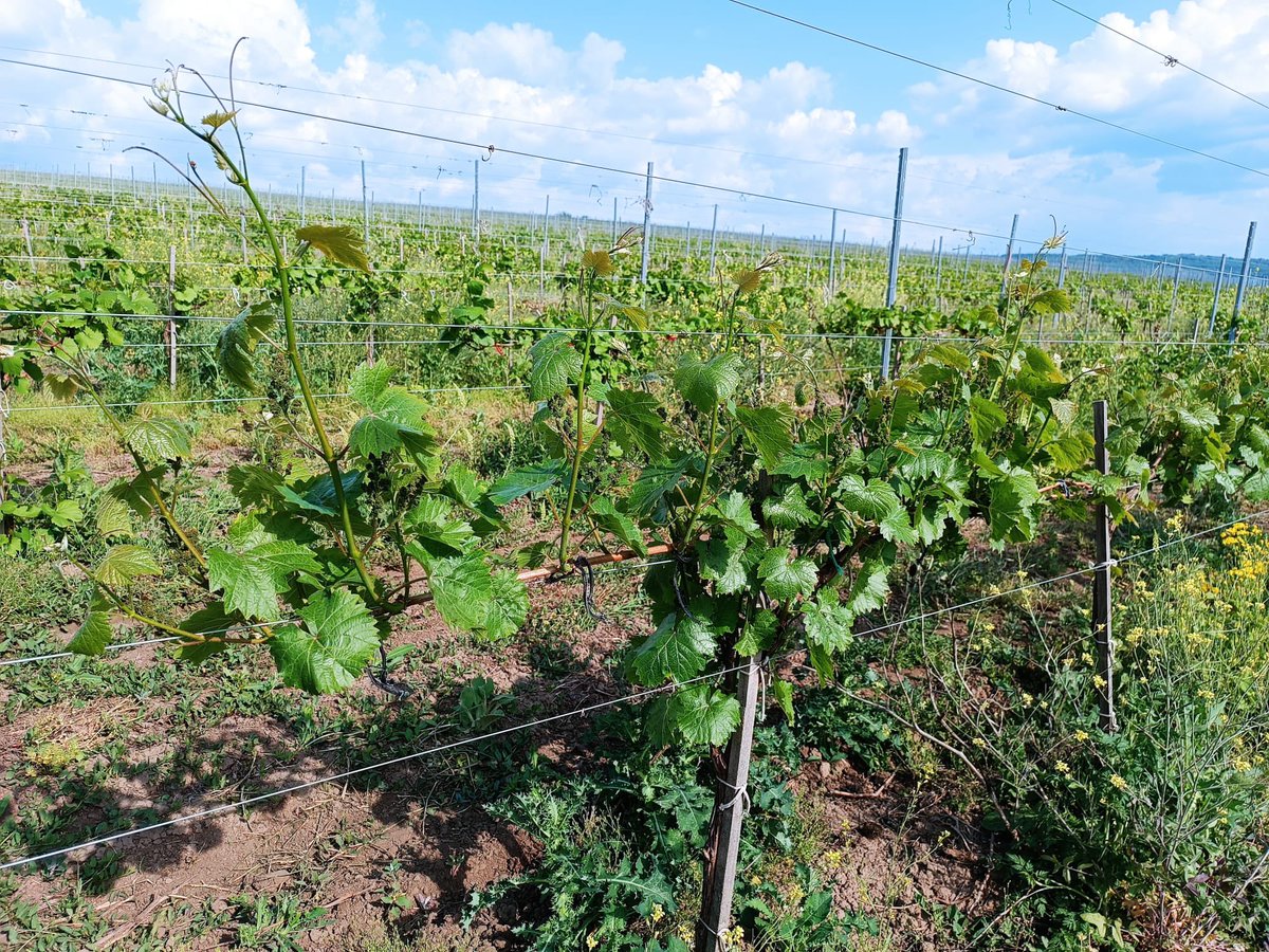 Today in Moldova 🌼
The vine in all its magnificence 🍇 

We create delightful memories!
          Moldovan Wine UK

Follow our quick link to shop Moldovan Wine  moldovawine.co.uk/full-shop/
#wine #winelover #winetime #redwine #winelife #drinks #food #vinho #importers #whitewine