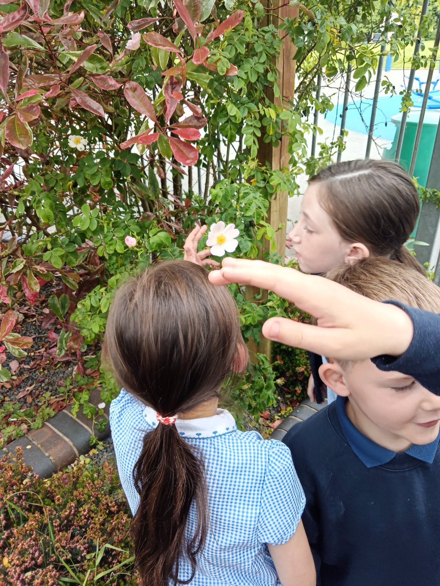 MrKSGC's tweet photo. This morning, we have been Japanese Samurais from the 8th century. Exploring our school environment for inspiration so we can create Tanka poems @MrGSGC @MrsMalleySGC #SGCEnglish https://t.co/0NeXpqKj3k