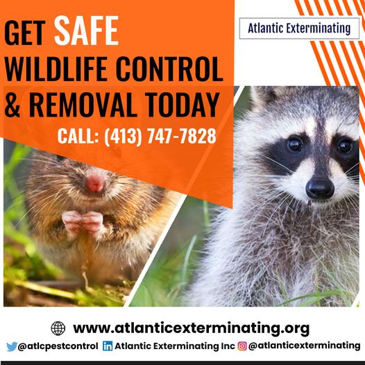 atlcpestcontrol's tweet image. Worried about harmful chemicals in #pest_control products? Choose Atlantic Exterminating for safe and eco-friendly pest control services.

Book our Service. Call: (413) 747-7828

Email: atlcpest@gmail.com
Address: 66 Mountainview St, Ludlow, MA 01056, United States