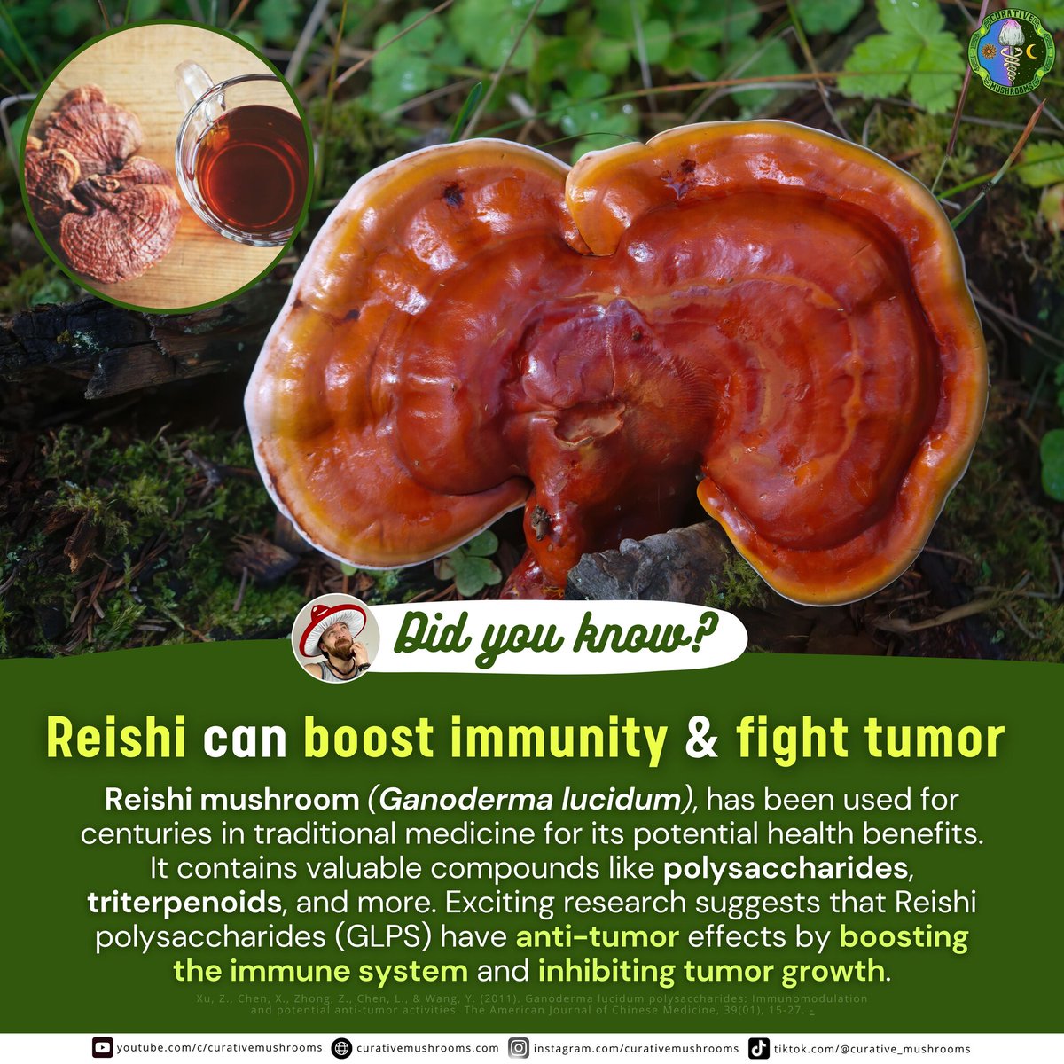 #DidYouKnow🤔 Reishi can boost immunity & fight tumor 🫖🍄 

bit.ly/45h5lZL 

#mushrooms #medicinalmushrooms #functionalmushrooms #naturalhealing #fungi #research #immuneboost #antitumor #reishimushroom #reishi #ganoderma #superfood #lingzhi
