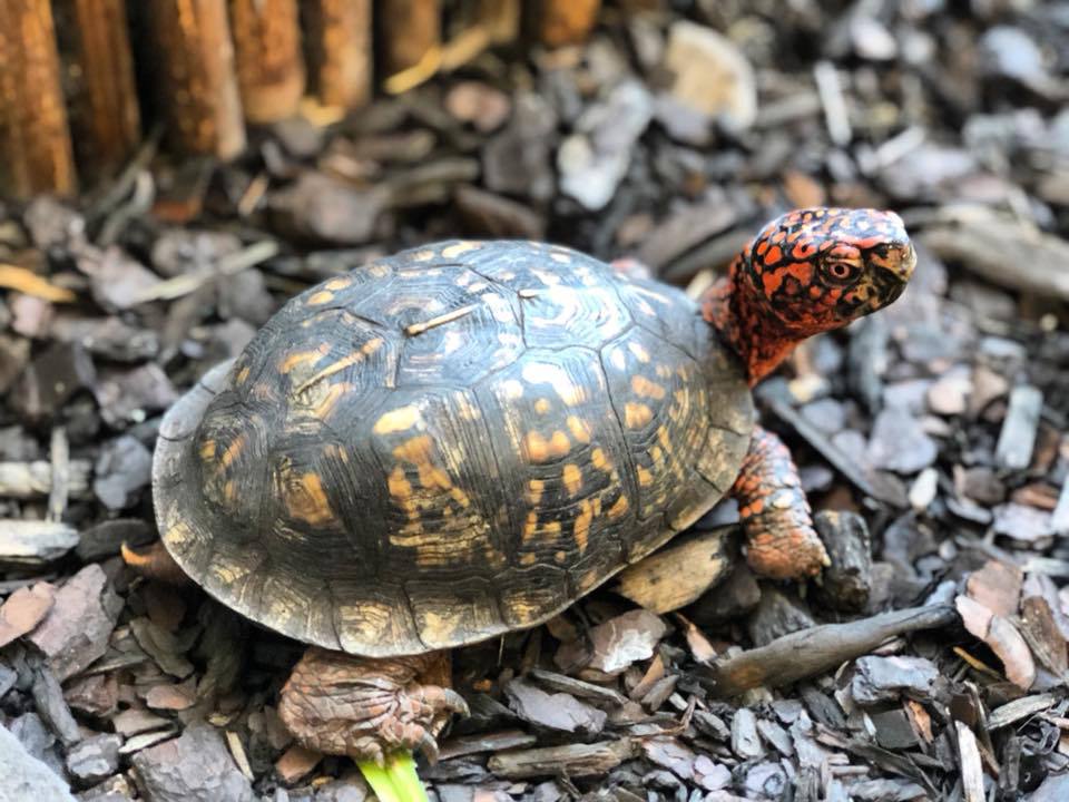 Happy #WorldTurtleDay to our state reptile, the Eastern box turtle! This time of year, they start laying eggs and are more active. If you see one, give it some space to safely move along!