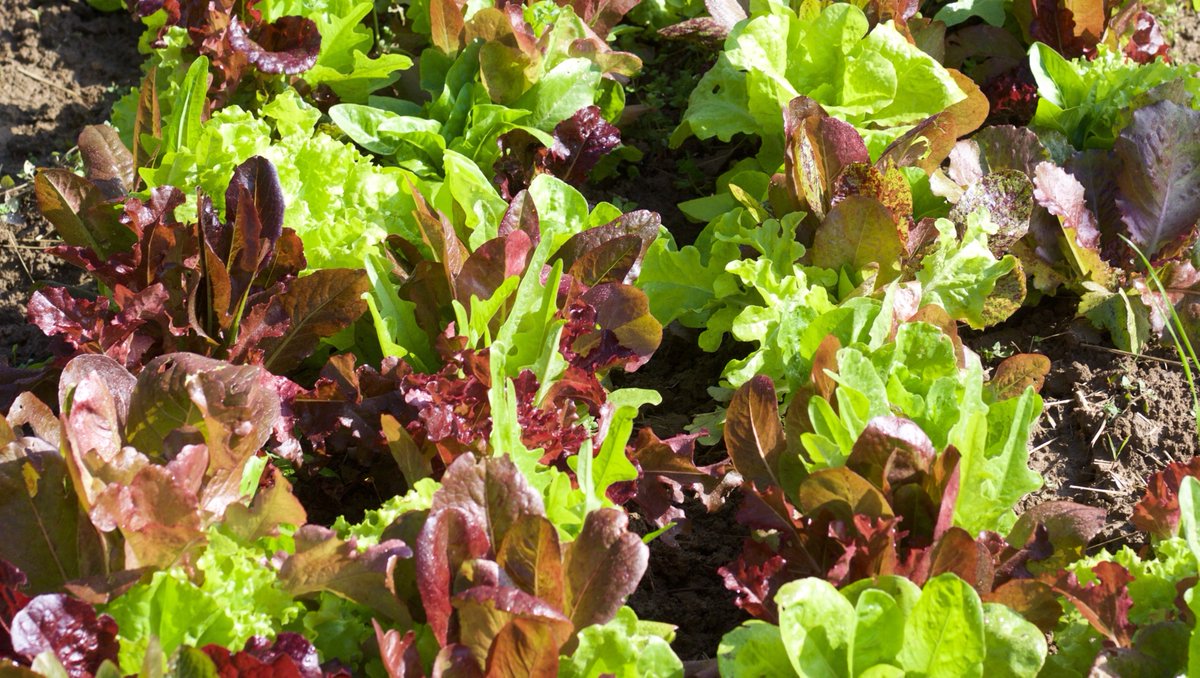 shakervillageky's tweet image. The certified-organic Shaker Garden is springing up loads of lettuces that make their way to your plate at The Trustees' Table. Taste them for yourself by ordering our Southern Cobb or Strawberry Pecan Salad: l8r.it/UjcX

#ShakerVillageKY #TrusteesTable #seedtotable