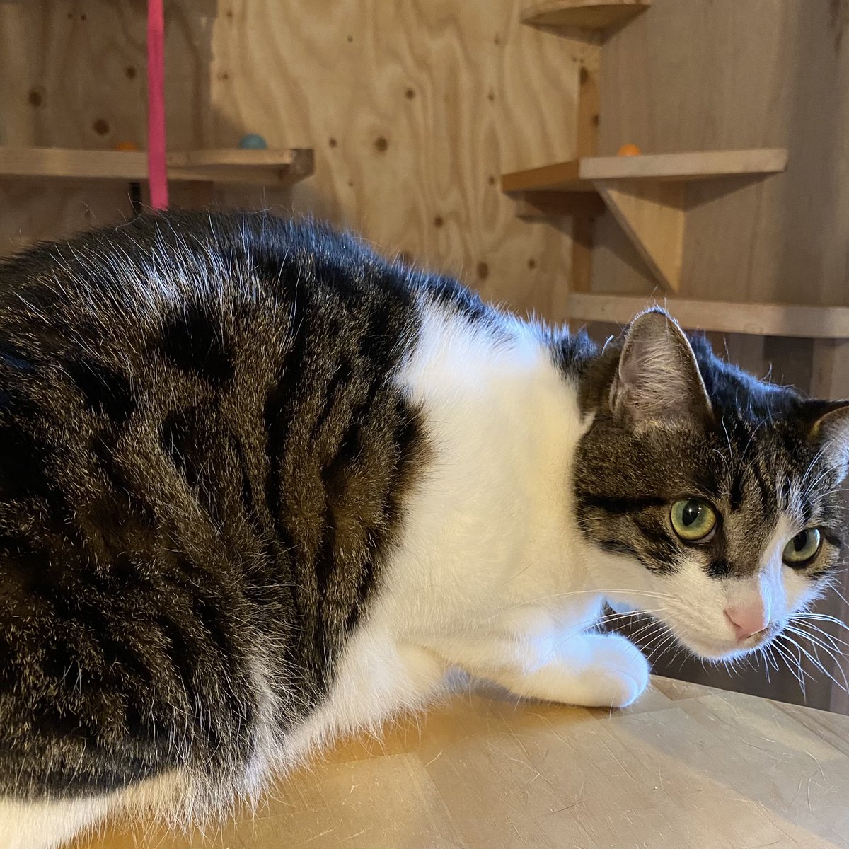 うちの子が…叫んでいる…‼︎ https://t.co/MfGNCOaH6U