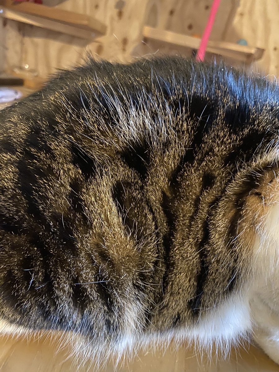 うちの子が…叫んでいる…‼︎ https://t.co/MfGNCOaH6U