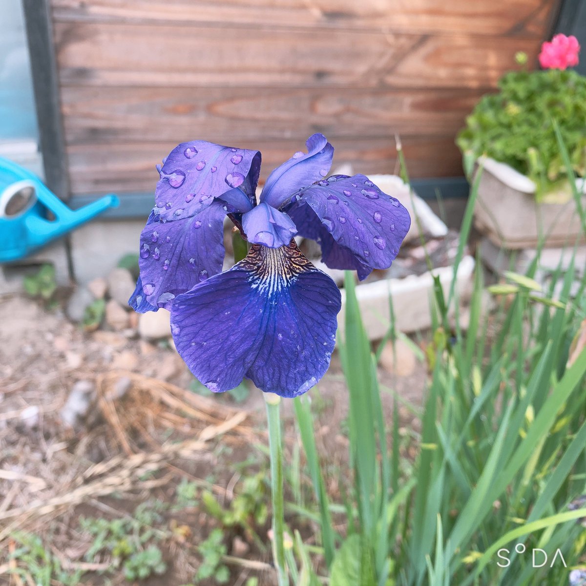 あま梅雨が美しすぎる。
実家のほぼ野花になっているアヤメです✨ https://t.co/CdtROsHN1V