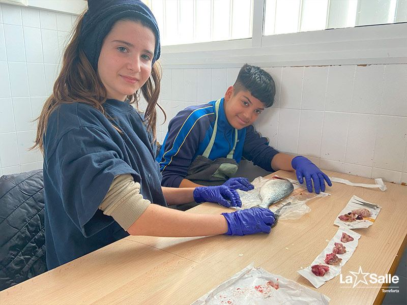 LaSalleTforta's tweet image. 🐟 Fa unes setmanes, l'alumnat de 1rESO van realitzar una dissecció d'un peix ossi per finalitzar el tema dels vertebrats. Van poder observar la seva anatomia externa i també la seva morfologia interna (brànquies, cor, estómac…)✨
torreforta.lasalle.cat/disseccio-peix…  #peix #dissecció