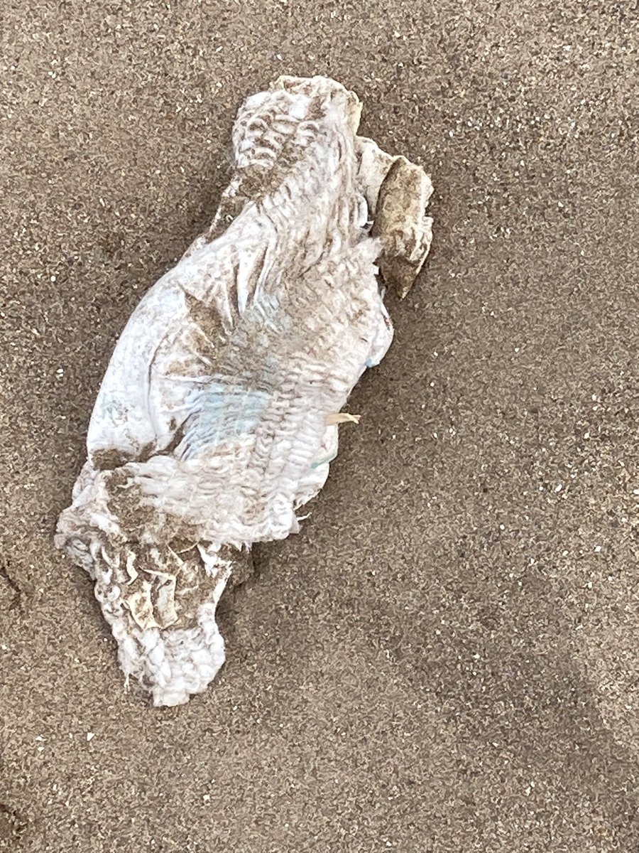 Dogs are now allowed on Minehead Beach. However, I think some humans should be banned as it’s them who leave it in a disgusting state. This soiled nappy with wet wipes was buried in the sand which was just showing so I removed it. 😡