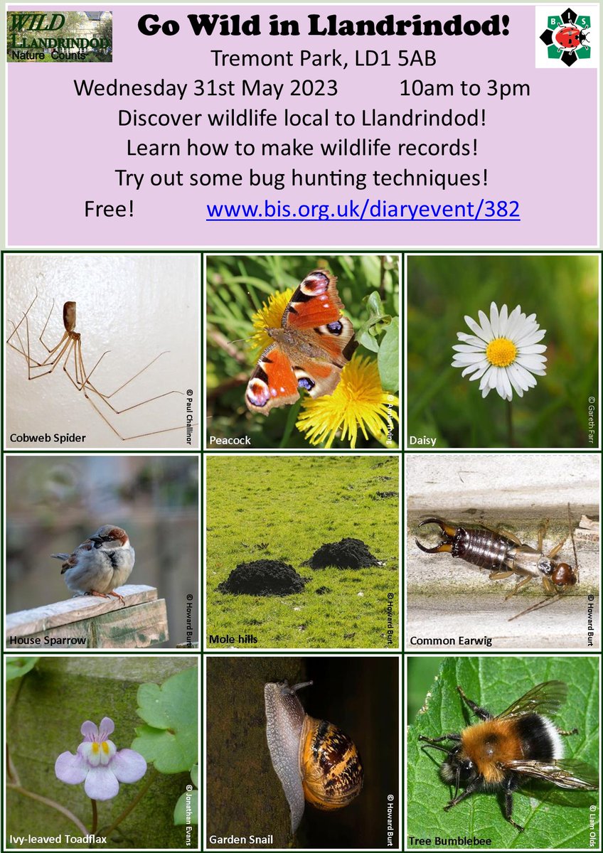 Join our Wildlife Discovery Day in Llandrindod on Wednesday 31st May and learn what's living in Llandrindod, and how to make wildlife records of your wildlife sightings. Come along to Tremont Park between 10am and 3pm. @rwtwales @llandodscouts @llandodfreegle #WildLlandrindod