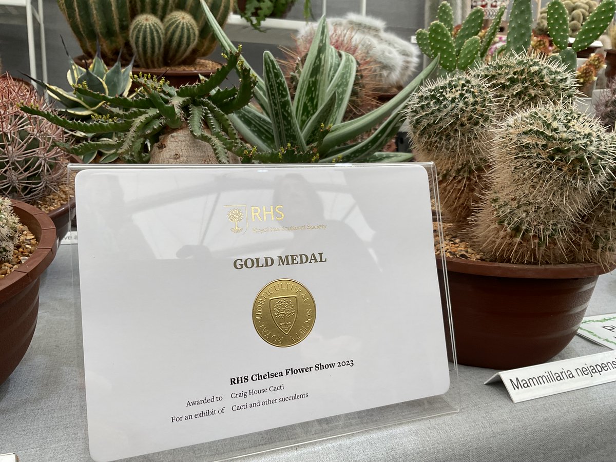 We are so pleased to be awarded our 11th #RHSChelsea Gold Medal #chelseaflowershow2023  #cactuscouple #cacti #succulents #100masters @The_RHS