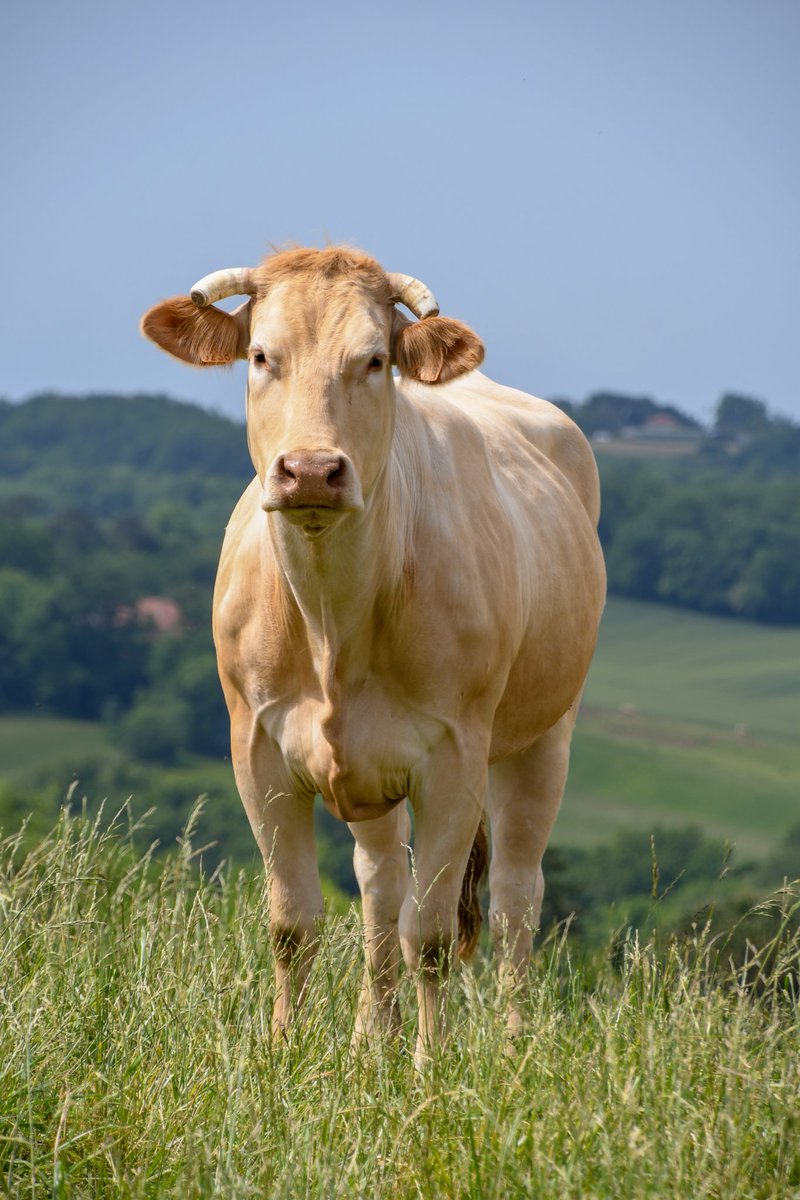catmarie1812's tweet photo. Suis agacée ce matin!

Je ne suis pas agricultrice mais mes racines sont issues du monde agricole du côté de mon grand-père.
Je suis profondément attachée à la terre, à la ruralité, à l'#agriculture 🇨🇵
Et je ne comprends pas ces attaques permanentes dans les médias en ce (1/8) ⬇️ https://t.co/Q5OrqpUDJS