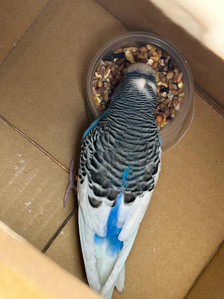 Walsall Golf Club (@walsallgc) on Twitter photo This very friendly budgie wanted to play golf this morning. Has anyone in our local area lost a budgie? #budgerigar #Lost #Walsall <a href="/budgerigarbook/">Budgerigar</a>
Call 01922 613512.... This very friendly budgie wanted to play golf this morning. Has anyone in our local area lost a budgie? #budgerigar #Lost #Walsall <a href="/budgerigarbook/">Budgerigar</a>
Call 01922 613512....