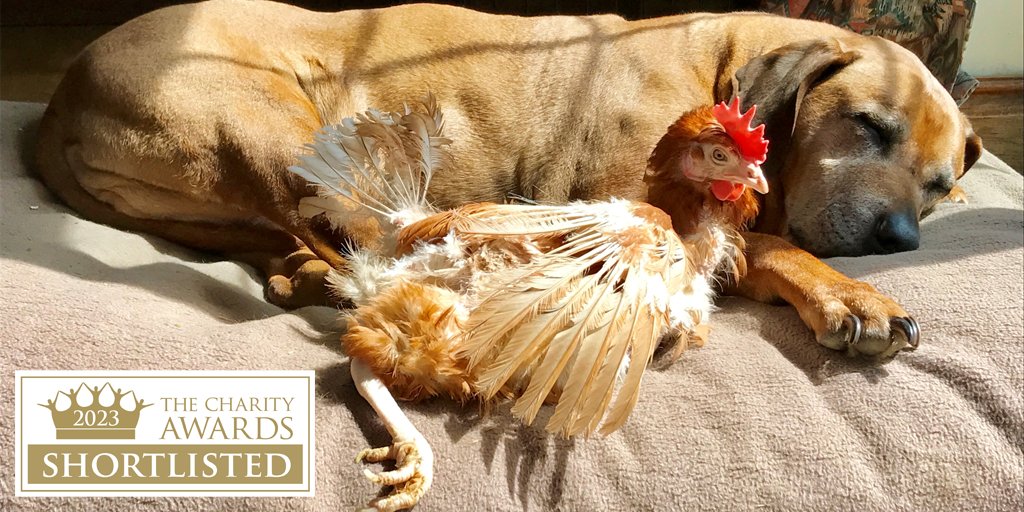 The Charity Awards (@charity_awards) on Twitter photo Meet the shortlist:
<a href="/BHWTOfficial/">British Hen Welfare Trust</a> is shortlisted for its Improving Pet Hen Health initiative, enabling keepers to administer basic treatment at home and ensuring vets and vet nurses feel more confident when presented with a pet hen.
More: charityawards.co.uk/british-hen-we… Meet the shortlist:
<a href="/BHWTOfficial/">British Hen Welfare Trust</a> is shortlisted for its Improving Pet Hen Health initiative, enabling keepers to administer basic treatment at home and ensuring vets and vet nurses feel more confident when presented with a pet hen.
More: charityawards.co.uk/british-hen-we…