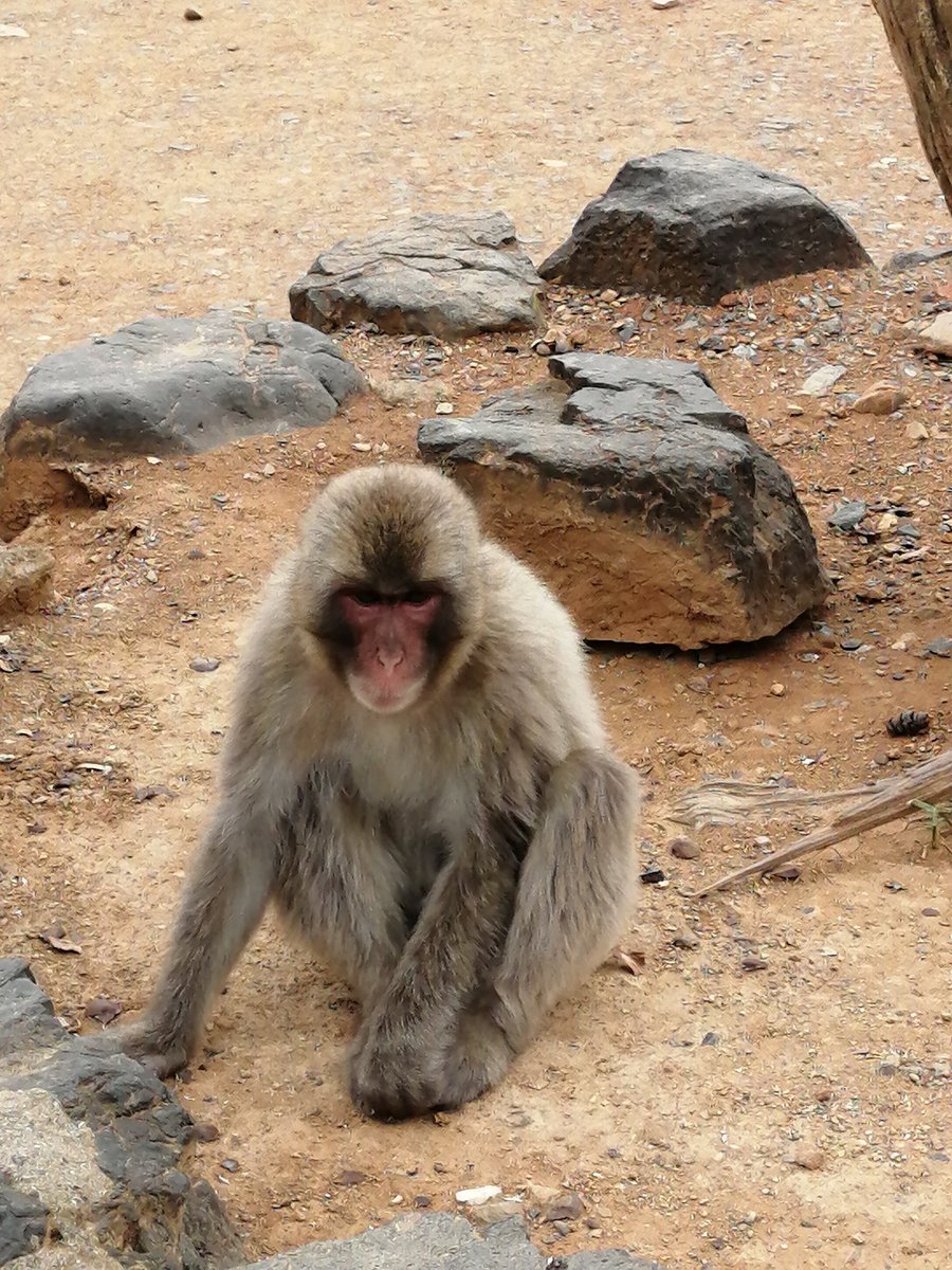 SWBFNewsFR's tweet photo. Personne ne m'a dit que j'allais croiser ma commu en voyage ๐
#Kyoto #Monkeee๐ต
Hehehe https://t.co/EDjAN15sMX