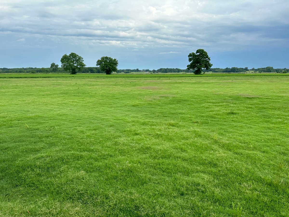 Time to harvest soon. @Buena Vista Turf Farm, LLC. #grass #sod #love  #yard #yardwork #yardworkday #mowing #mowingthelawn #mowinggrass #lawn #lawnmaintenance #lawncarelife #lawnservice @Shawnna Boone Ollivierre @Alfredo C Ollivierre @Luisa Barroso Selman @Mike Selman