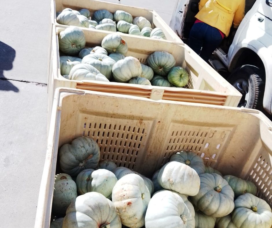 FoodForwardSA's tweet photo. Imagine these #pumpkins ended up in #landfill. Thousands of litres of #water used to grow them would go to waste and more harmful #carbonemissions will be emitted into our atmosphere. #foodloss #endhunger #foodforwardsa https://t.co/oLLKv1Uqx2