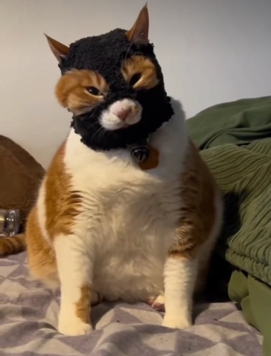 Cats being cute tweet media