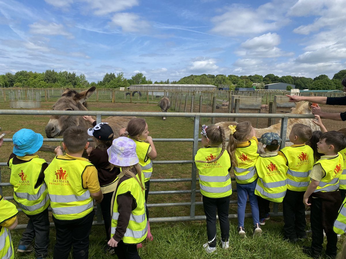 EastfieldPSHull's tweet image. FWK are having an amazing time so far @pinkpigfarm 🐷 
#epsfwk