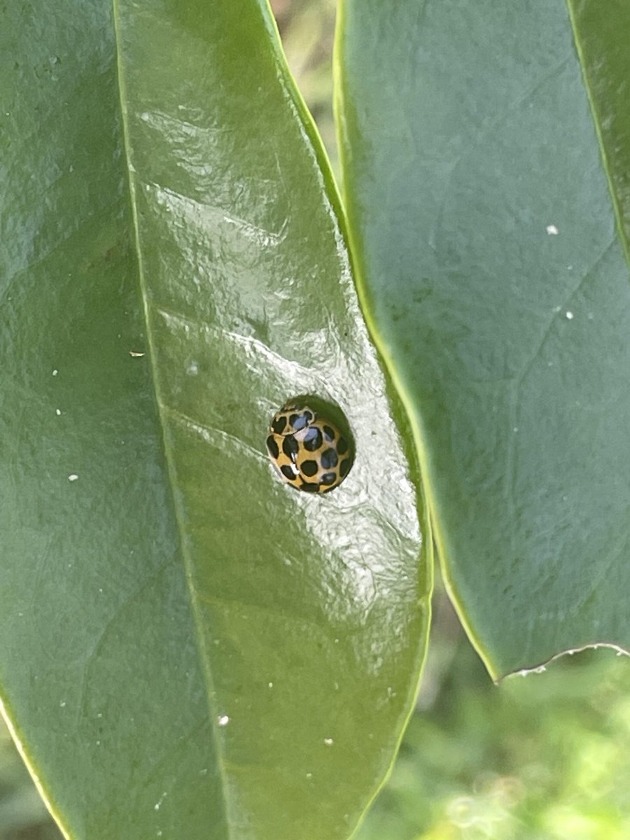 Ladybug or Asian lady beetle?
 
#GardeningAustralia
 
allforgardening.com/484565/ladybug…