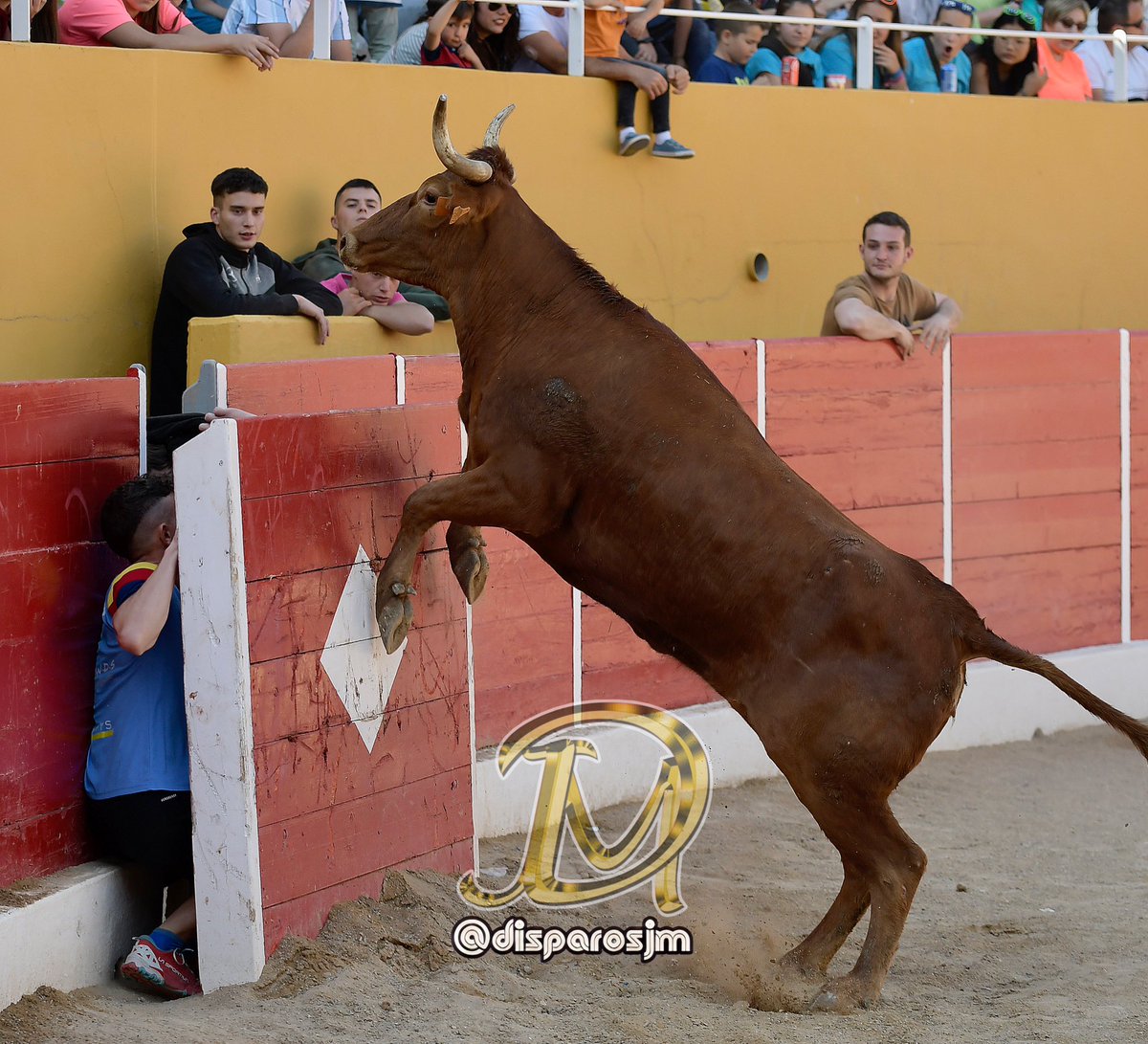📍 Ricla
🐂 Arriazu
📸 21/05/2023

#quiebros  #recortes  #reses  #ganaderias #toros  #vacas  #plazas #plazadetoros #alfalto #calles #pueblos #ricla #zaragoza #arriazu #ganaderiaarriazu