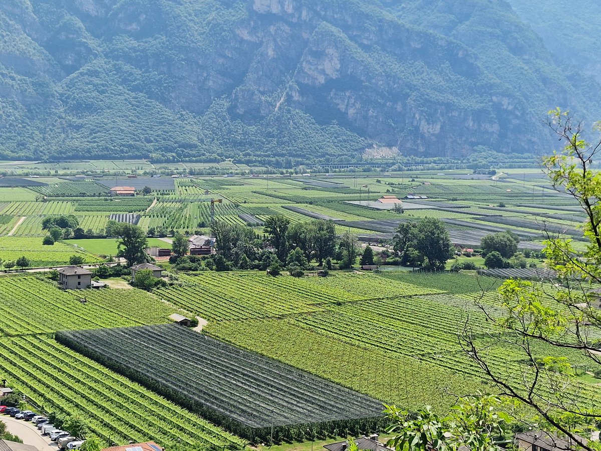 On the way to #montebondone today #Giro stage Valdadige at Aldeno a fruit and grape area in Trentino #spinazzegroup in the field