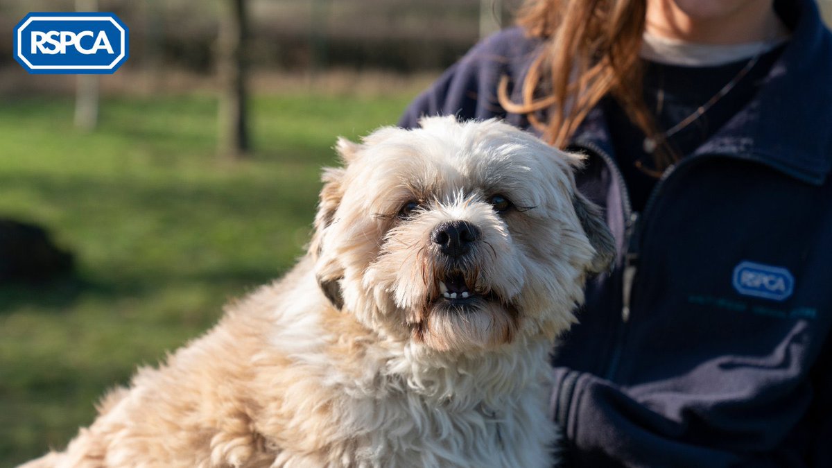 📣 Make sure MPs show up for animals! 📣

👋 We are in Parliament on 13th June to discuss our 2023 Kindness Index Report and what we want to see in legislation to improve animal welfare 

👇Ask your MP to attend our important event 
rspca.org.uk/getinvolved/ca…