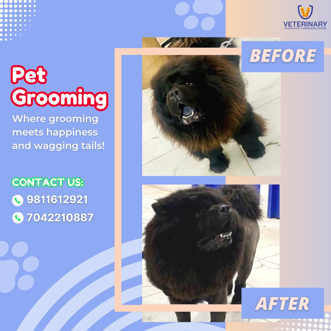 Style, Repeat: Your Pet's Gateway to Grooming Perfection

#pets #vets #petsnoida #petlovers #petlover #noidapets #petowners #petownersofinstagram #dogsofinstagram #dogsgram #doglovers #doglover #cats #catlover #catsgram #petservices #petservice #petcare #petcarenoida