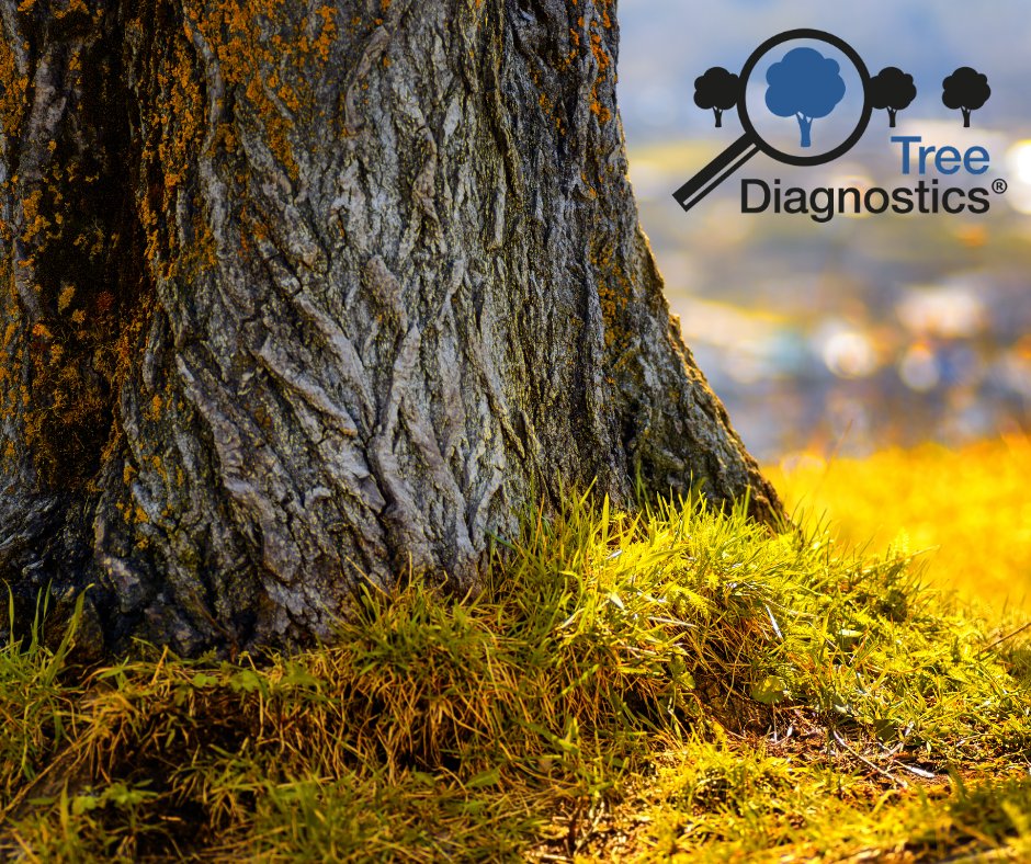 Treediagnostics's tweet image. Need a tree analysing, and have no idea where to start? 🌳  

Never fear, Tree Diagnostics is here! We provide an extensive range of equipment so what are you waiting for? Get in touch! 🏃‍♂️💨 

treediagnostics.co.uk  

#treeconsulting #treediagnostics #arbthings #arborculture