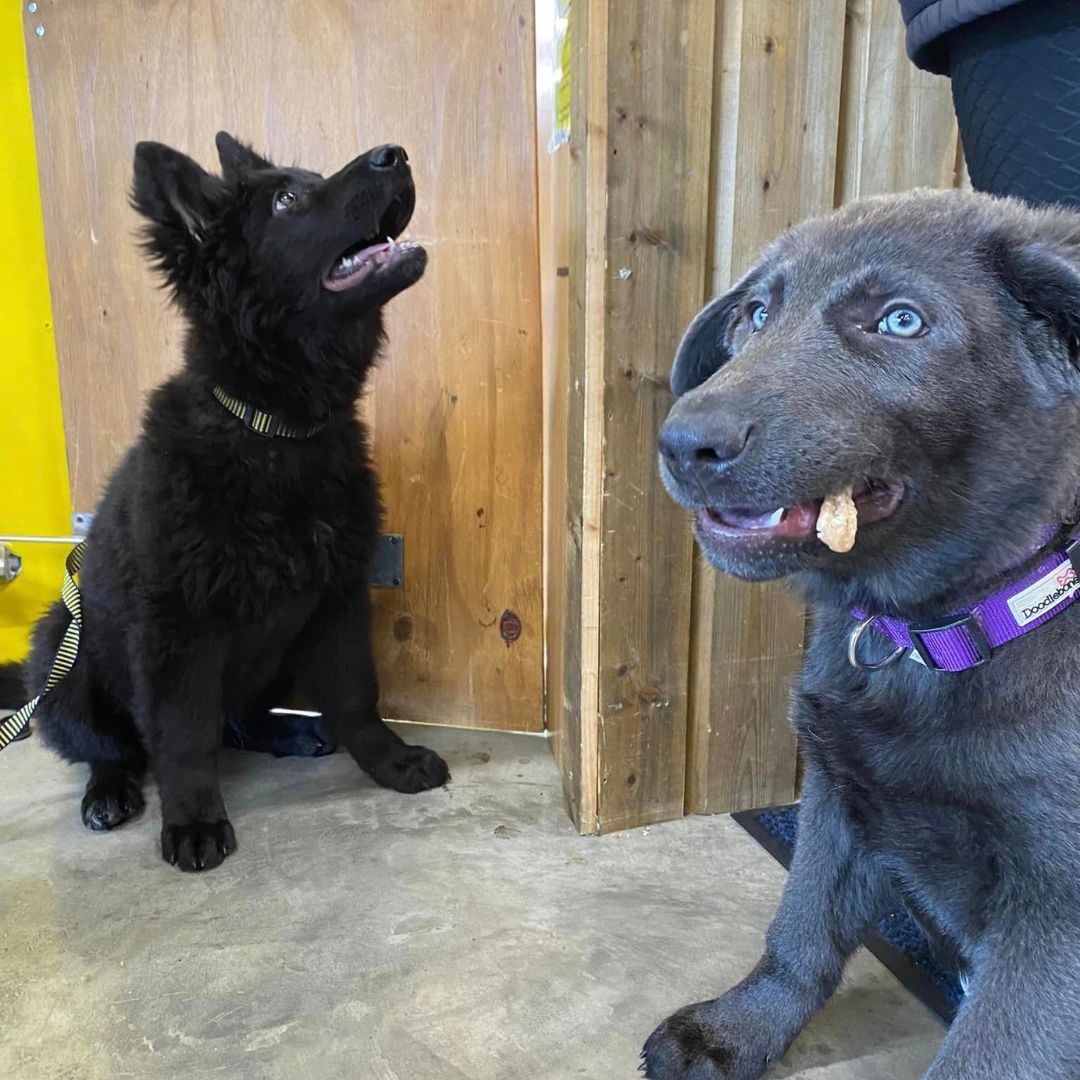 Last weekend, these adorable brother and sister duo paid a visit to Petworld Athlone! 🎉

Come and experience the Petworld difference today! 🐾
Shop online today pulse.ly/syj74gmiiv

#PetworldAthlone #PetLove #AdorablePets #PetCare #QualityProducts #HappyPets