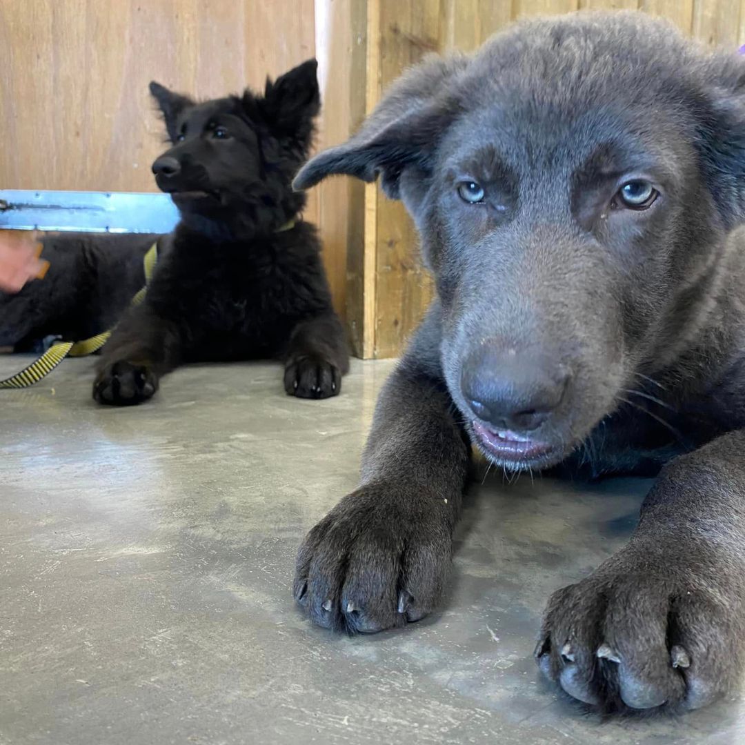 PetworldIreland's tweet photo. Last weekend, these adorable brother and sister duo paid a visit to Petworld Athlone! 🎉

Come and experience the Petworld difference today! 🐾
Shop online today https://t.co/lFum88mLvp

#PetworldAthlone #PetLove #AdorablePets #PetCare #QualityProducts #HappyPets https://t.co/txcoC13vAT