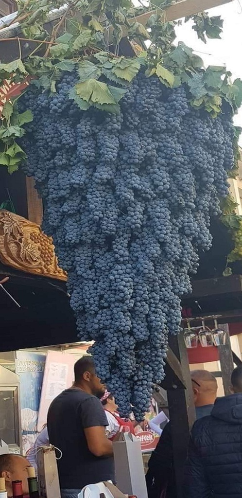 Grace Woinicz tweet media