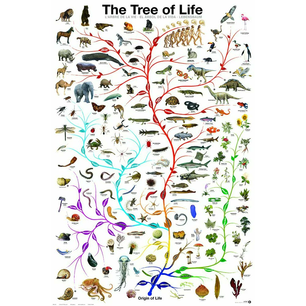 #BiodiversityDay2023 
The Earth does not belong to #humans, humans belong to the Earth.  We are merely 1 branch of a very large & beautiful, extraordinary Tree🦋LJC  

#BiodiversityDay #biodiversity #Extinction #support #wildlife #Health #conservation #EarthKeepersUnite