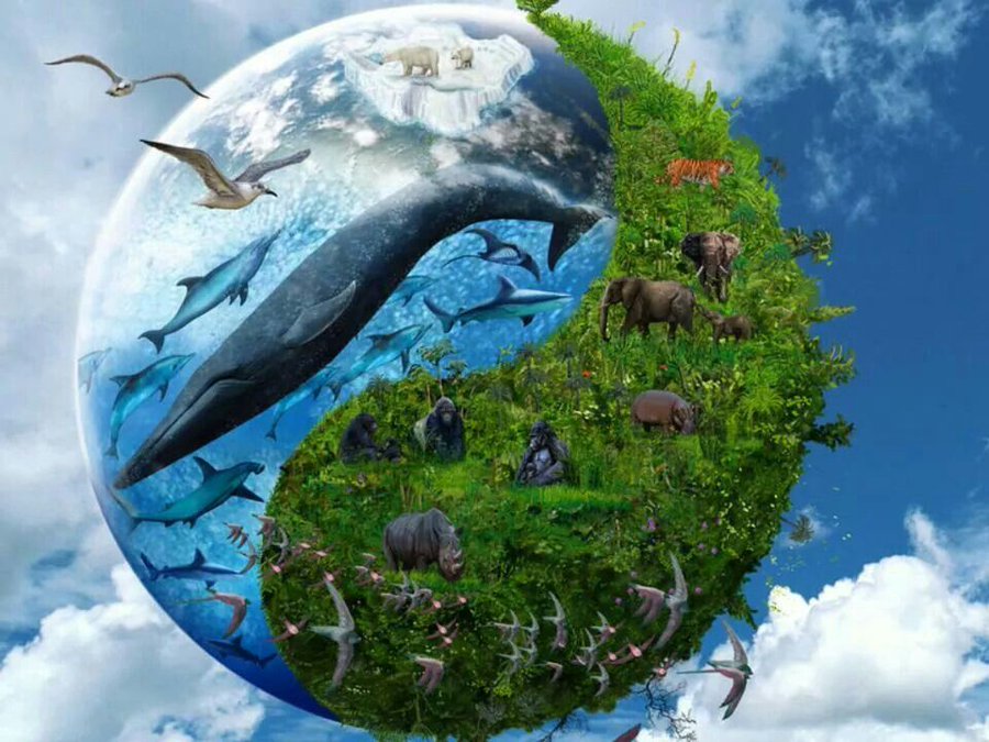#BIODIVERSITY
is all about Balance. All the world comes in pairs; Yin/Yang, Man/Woman & Right/Wrong... Angelina Jolie  

#Humanity is WAY out of #balance with the #RIGHT & #Wrong of taking care of Earth...🦋LJC  

#BiodiversityDay2023 #wildlife #conservation #EarthKeeprsUnite