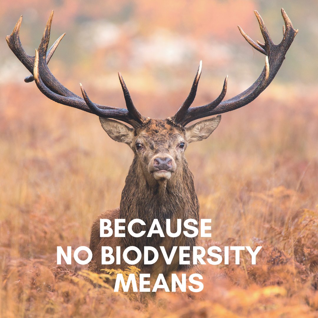 JUST ONE Tree tweet media