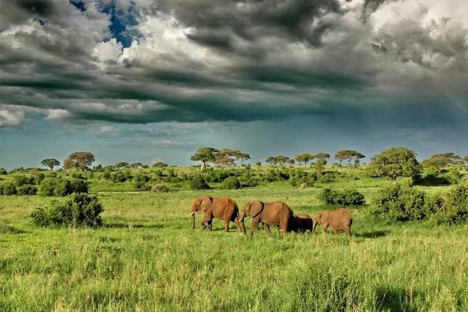 joicatours's tweet photo. Do you like Unforgettable Safari Experiences or Natural Beautiful Places in Africa?  

Planning a trip to Tanzania that will enrich your soul and let you understand life better. Book us now: joicatours@gmail.com

#joicatours #luxuryescapes #beachvacations #tarangire #travelinside https://t.co/PGD0dqnRd8