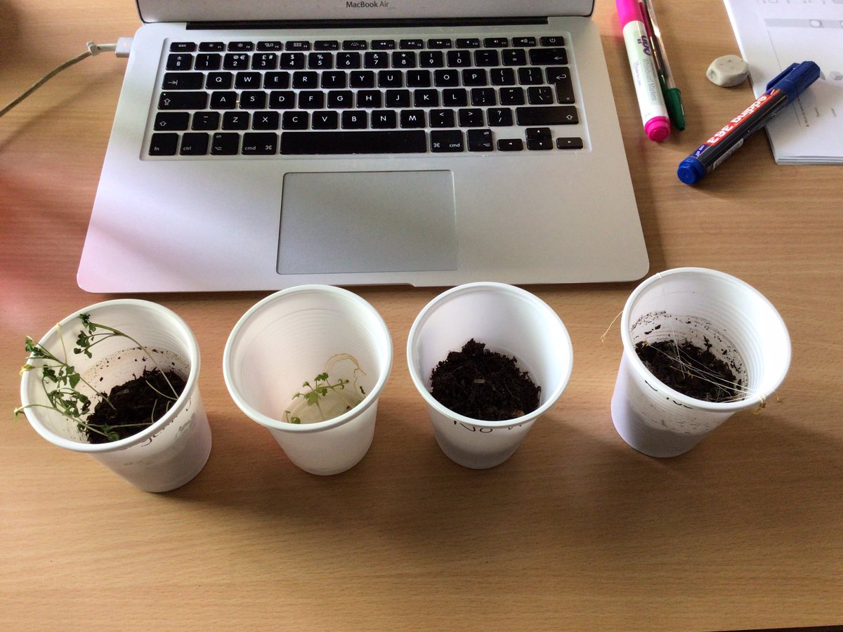 In science we collated the results of what seeds grown into plants need in order to be able to survive. @CroxtethC